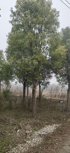 北京香樟树基地