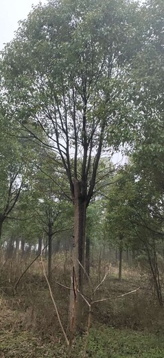 天津香樟树种植基地