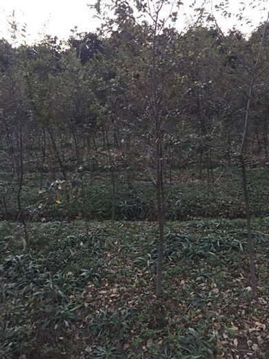 郑州朴树种植基地