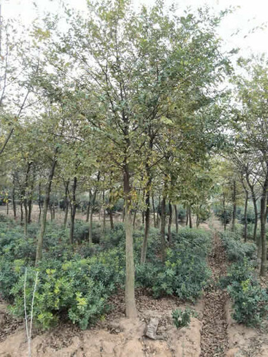 上海朴树基地出售