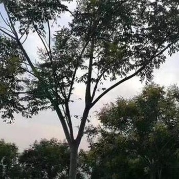 南寧樸樹出售價(jià)格