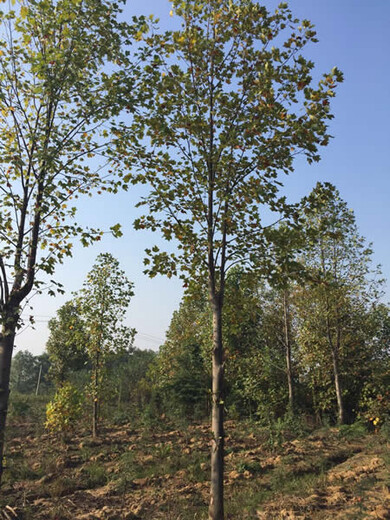 上海马褂木种植基地