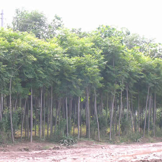 广西栾树种植基地
