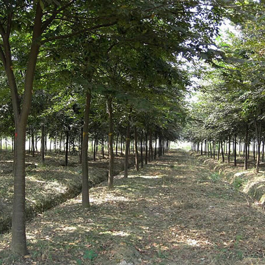  Shaanxi Beech Planting Base