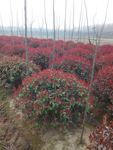 黑龍江紅葉石楠種植基地