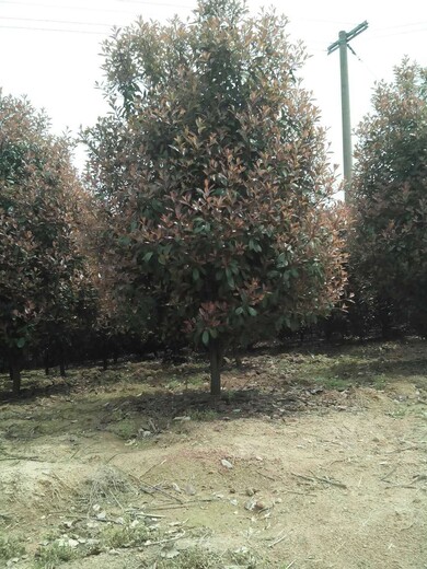 廣東紅葉石楠種植基地