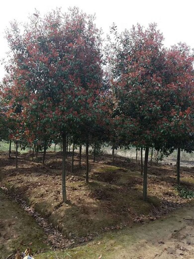 湖南红叶石楠种植基地