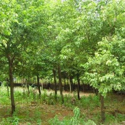 石家莊楓香基地