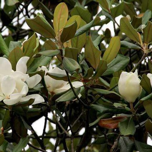  Wholesale price of Jiujiang Magnolia grandiflora