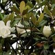  Magnolia grandiflora