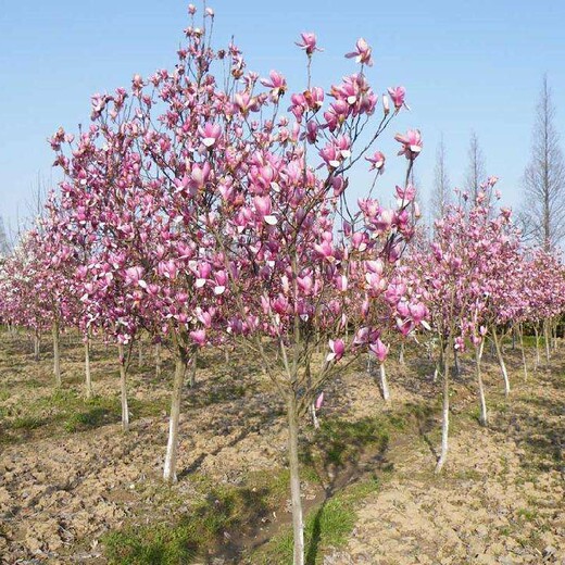 甘肃紫玉兰基地直供