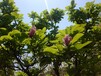 呼和浩特紫玉兰种植园