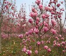 四川紫玉兰种植基地图片