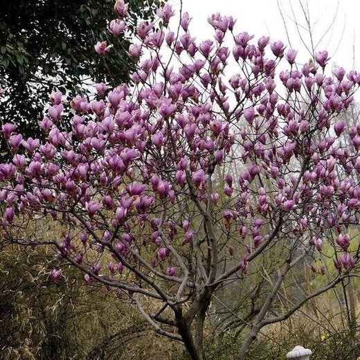 吐鲁番紫玉兰种植园