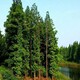 安徽水杉种植园图