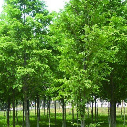 济南水杉种植园