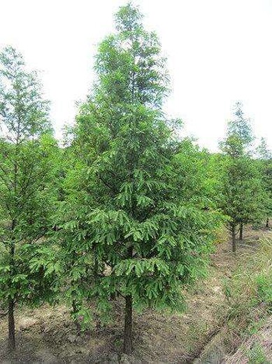 青岛水杉种植基地