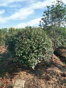 昆明土石楠种植园