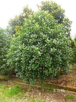 石家庄本石楠种植基地