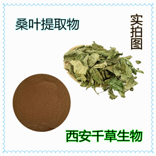 桑叶提取物桑叶浓缩粉桑叶浸膏粉生产浸膏