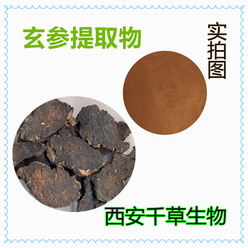 玄参提取物玄参浓缩粉玄参浸膏粉定做浸膏