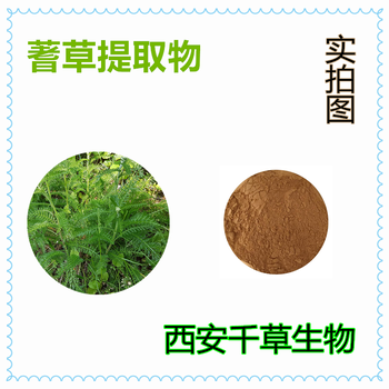 蓍草提取物蓍草浓缩粉蓍草浸膏粉蓍草颗粒