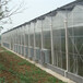 陽光板溫室-溫室大棚加工-文洛式連棟溫室