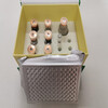 优质服务大鼠S100钙结合蛋白(S100)动物ELISA试剂盒