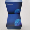 S100钙结合蛋白A8/A9复合物(S100A8/A9)品牌ELISA检测试剂盒