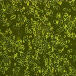 大鼠胰岛β细胞图片4