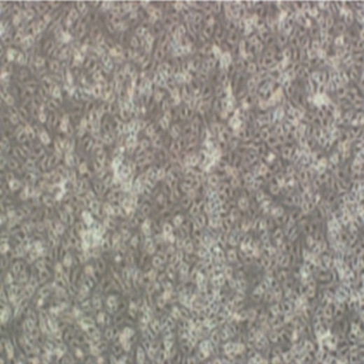 小鼠单核细胞