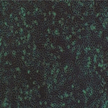 大鼠脾源性内皮祖细胞