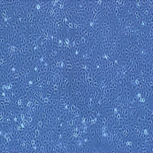 小鼠shi网膜色素上皮细胞