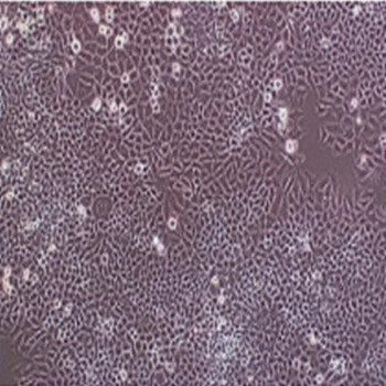 小鼠造血干细胞
