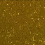 大鼠角膜上皮细胞图片1