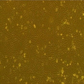 大鼠星形胶质细胞