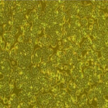 兔骨骼肌成纤维细胞图片2