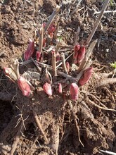 原颗白芍芽