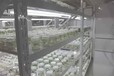 河南脱毒红薯苗基地-供应高淀粉高产原种红薯苗价格便宜