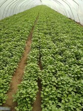 河南省脱毒红薯苗基地-供应高产高淀粉红薯苗价格便宜
