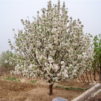 日照八棱海棠樹(shù)苗基地