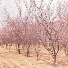 佛山山杏树基地图片
