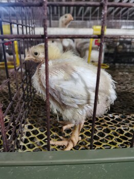 一例肉雞氣囊炎支氣管堵治療案例
