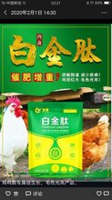 催肥增重王小猪脱僵药小猪腹泻拉稀图片