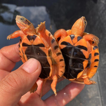 越南大米金钱龟批发零售茗龟荟大型养殖场供应出售三线闭壳龟