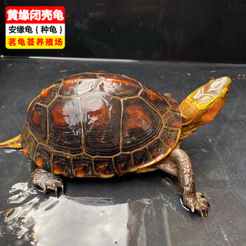 出售黄缘闭壳龟苗茗龟荟大型养殖场供应安缘龟种龟批发零售