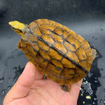 海南种金钱龟苗出售有缘龟鳖大型养殖场供应三线闭壳龟种龟品质