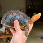 茂名市黄缘闭壳龟大型养殖场长期供应安缘龟苗龟碌全规格均有