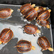黄缘闭壳龟大型养殖场茗龟荟长期供应安缘龟苗种龟全规格均有