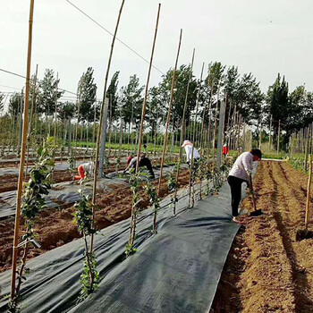 防草布應(yīng)用于溫室大棚的除草
